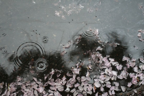 TJR puddle blossom